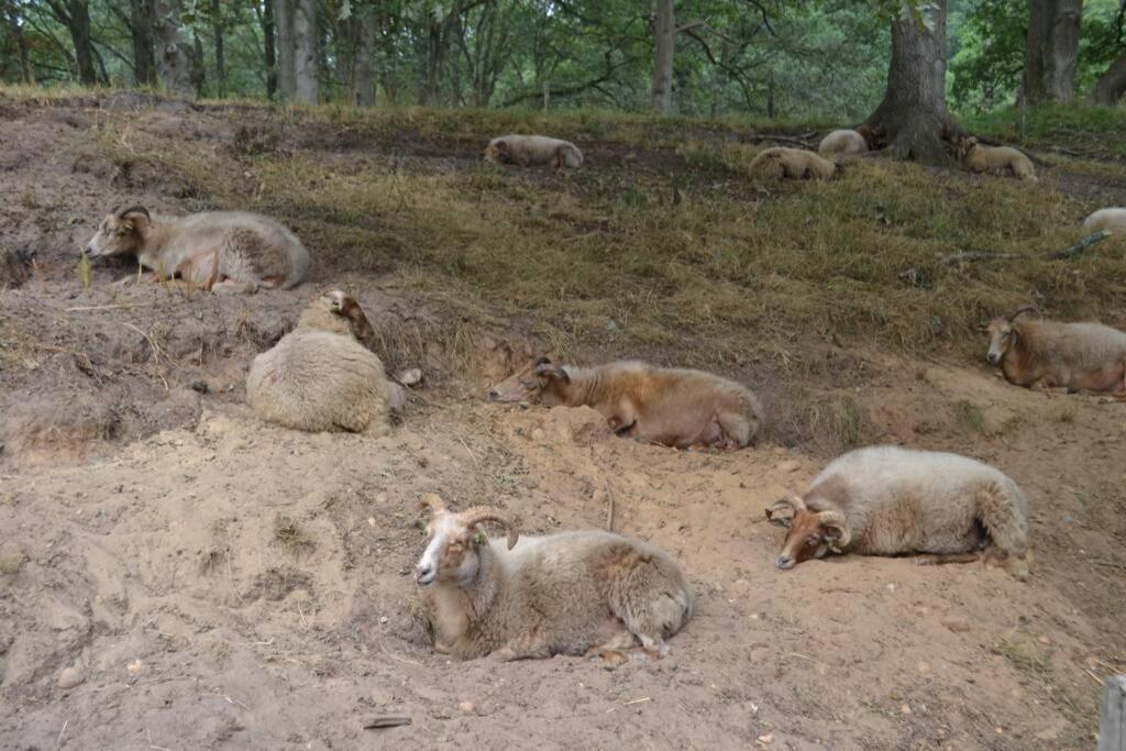 Vossenbelt Villa Gasselte Buitenkant foto