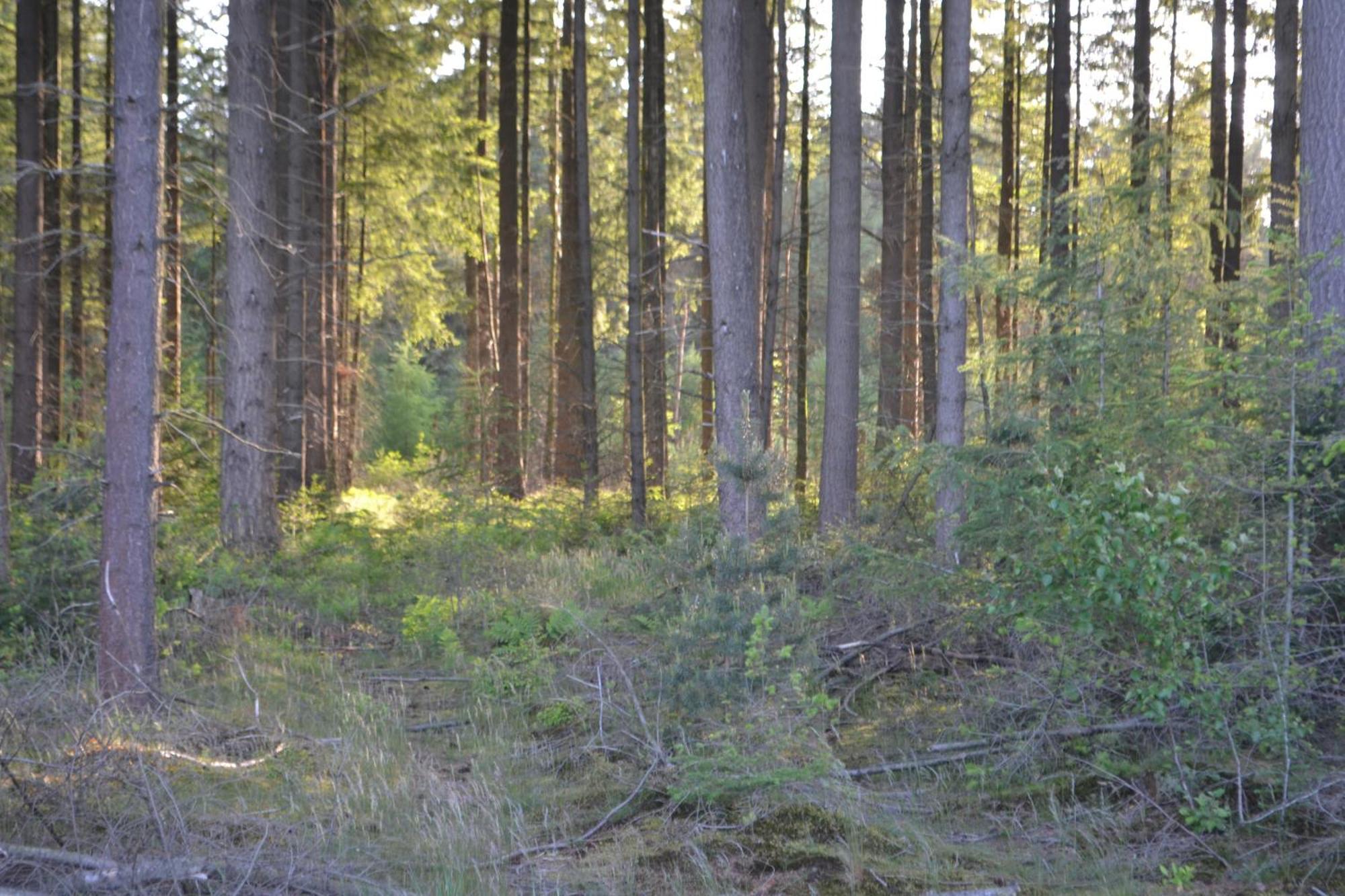 Vossenbelt Villa Gasselte Buitenkant foto